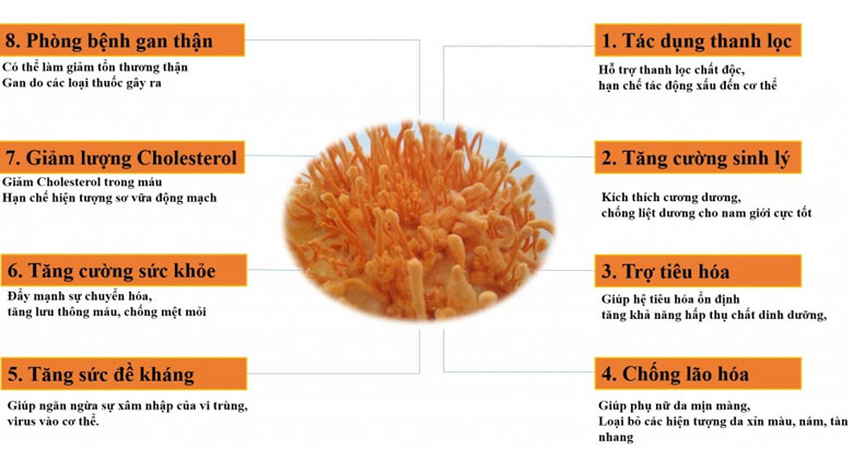 Đông trùng hạ thảo tươi bảo quản như thế nào để giữ nguyên dưỡng chất?