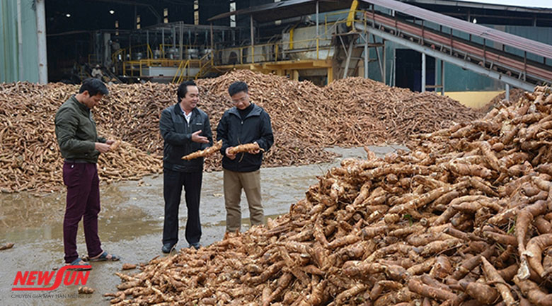 Quy trình bảo quản lát sắn khô, làm sạch